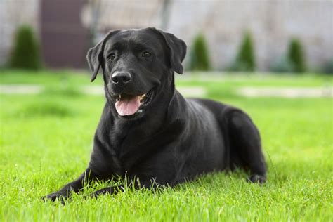 黑狗品種|34 Black Dog Breeds